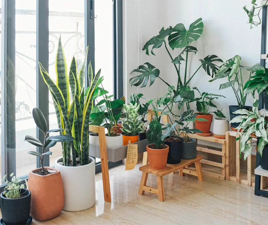 The Benefits of Having Plants in Your Orangery or Conservatory